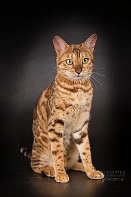 IC Zoggi´s Baby Whinecat / Pepina, Pepík, Oranžáda 