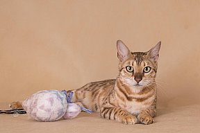 IC Zoggi´s Baby Whinecat / Pepina, Pepík, Oranžáda 