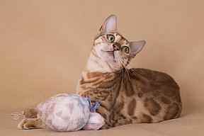 IC Zoggi´s Baby Whinecat / Pepina, Pepík, Oranžáda 