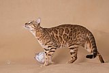 IC Zoggi&acute;s Baby Whinecat / Pepina, Pep&iacute;k, Oranž&aacute;da 