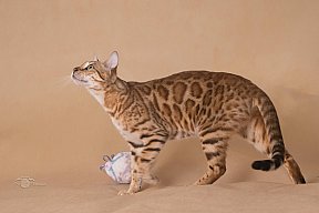 IC Zoggi´s Baby Whinecat / Pepina, Pepík, Oranžáda 