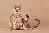 IC Zoggi&acute;s Baby Whinecat / Pepina, Pep&iacute;k, Oranž&aacute;da 