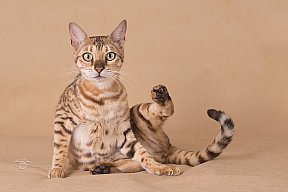 IC Zoggi´s Baby Whinecat / Pepina, Pepík, Oranžáda 