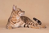 IC Zoggi&acute;s Baby Whinecat / Pepina, Pep&iacute;k, Oranž&aacute;da 