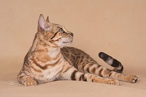 IC Zoggi´s Baby Whinecat / Pepina, Pepík, Oranžáda 