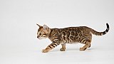 IC Zoggi&acute;s Baby Whinecat / Pepina, Pep&iacute;k, Oranž&aacute;da 