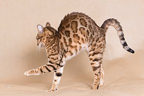 IC Zoggi´s Baby Whinecat / Pepina, Pepík, Oranžáda 