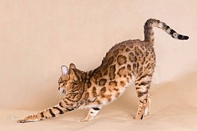 IC Zoggi´s Baby Whinecat / Pepina, Pepík, Oranžáda 