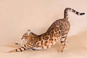 IC Zoggi´s Baby Whinecat / Pepina, Pepík, Oranžáda 