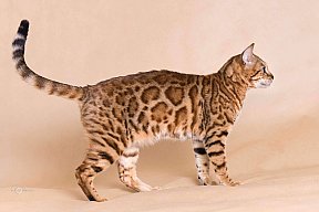 IC Zoggi´s Baby Whinecat / Pepina, Pepík, Oranžáda 