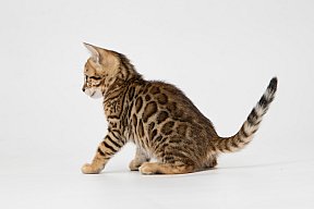 IC Zoggi´s Baby Whinecat / Pepina, Pepík, Oranžáda 