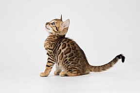 IC Zoggi´s Baby Whinecat / Pepina, Pepík, Oranžáda 