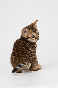 IC Zoggi´s Baby Whinecat / Pepina, Pepík, Oranžáda 