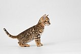IC Zoggi&acute;s Baby Whinecat / Pepina, Pep&iacute;k, Oranž&aacute;da 