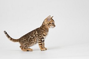 IC Zoggi´s Baby Whinecat / Pepina, Pepík, Oranžáda 