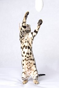 Queen of Starlight Whinecat