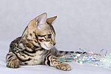 Queen of Starlight Whinecat