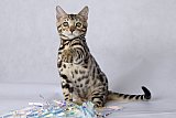 Queen of Starlight Whinecat