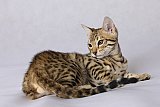 Raymond Whinecat