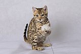 Raymond Whinecat
