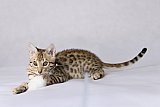Raymond Whinecat