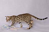 Raymond Whinecat