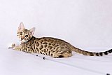 Raymond Whinecat