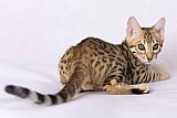Raymond Whinecat