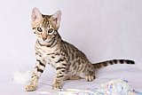 Raymond Whinecat