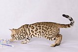 Raymond Whinecat