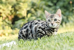 Queen of Starlight Whinecat