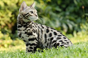 Queen of Starlight Whinecat