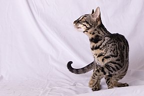 Freestyle Whinecat