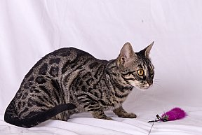 Freestyle Whinecat