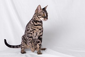 Freestyle Whinecat