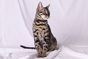 Freestyle Whinecat