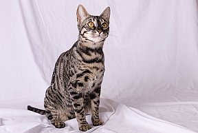 Freestyle Whinecat