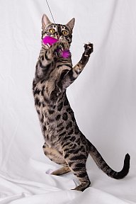 Freestyle Whinecat