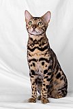 KCH My Sweet Heart Whinecat