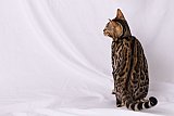 KCH My Sweet Heart Whinecat