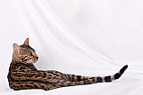 KCH My Sweet Heart Whinecat