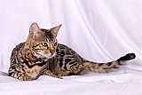 KCH My Sweet Heart Whinecat