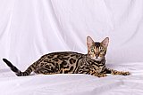 KCH My Sweet Heart Whinecat