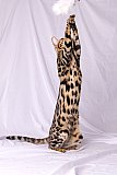 KCH My Sweet Heart Whinecat