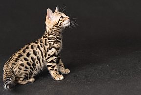 Queen of Starlight Whinecat