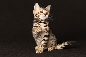 Queen of Starlight Whinecat