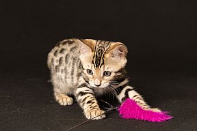Queen of Starlight Whinecat