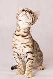 Raymond Whinecat