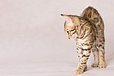 Raymond Whinecat