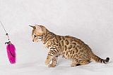 Raymond Whinecat